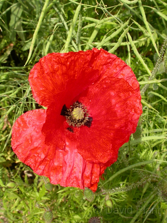 Common poppy flower - A.jpg - Common poppy flower - Buckinghamshire
